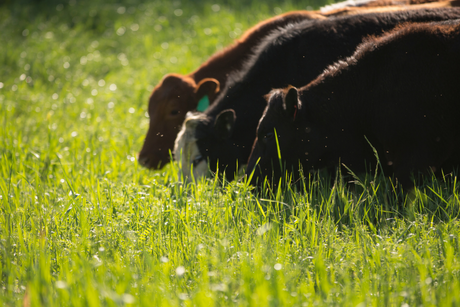 Does grass-fed and free-range taste better?